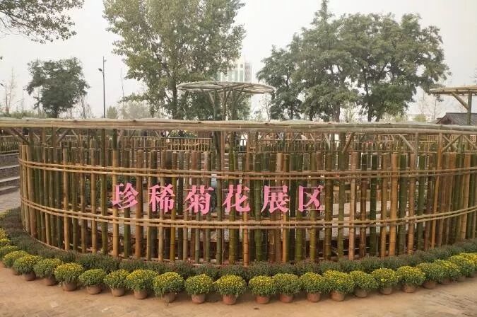 中國開封第37屆菊花文化節(jié)開幕!多彩活動等你來 中國開封第37屆菊花文化節(jié)開幕!多彩活動等你來