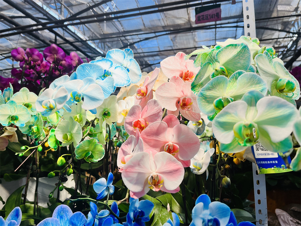 時(shí)尚弄潮兒--馬卡龍蝴蝶蘭 時(shí)尚弄潮兒--馬卡龍蝴蝶蘭