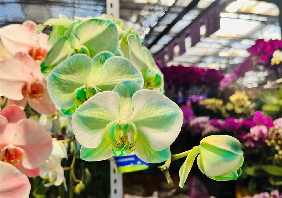 時(shí)尚弄潮兒--馬卡龍蝴蝶蘭 時(shí)尚弄潮兒--馬卡龍蝴蝶蘭