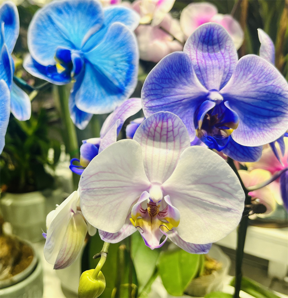 時(shí)尚弄潮兒--馬卡龍蝴蝶蘭 時(shí)尚弄潮兒--馬卡龍蝴蝶蘭