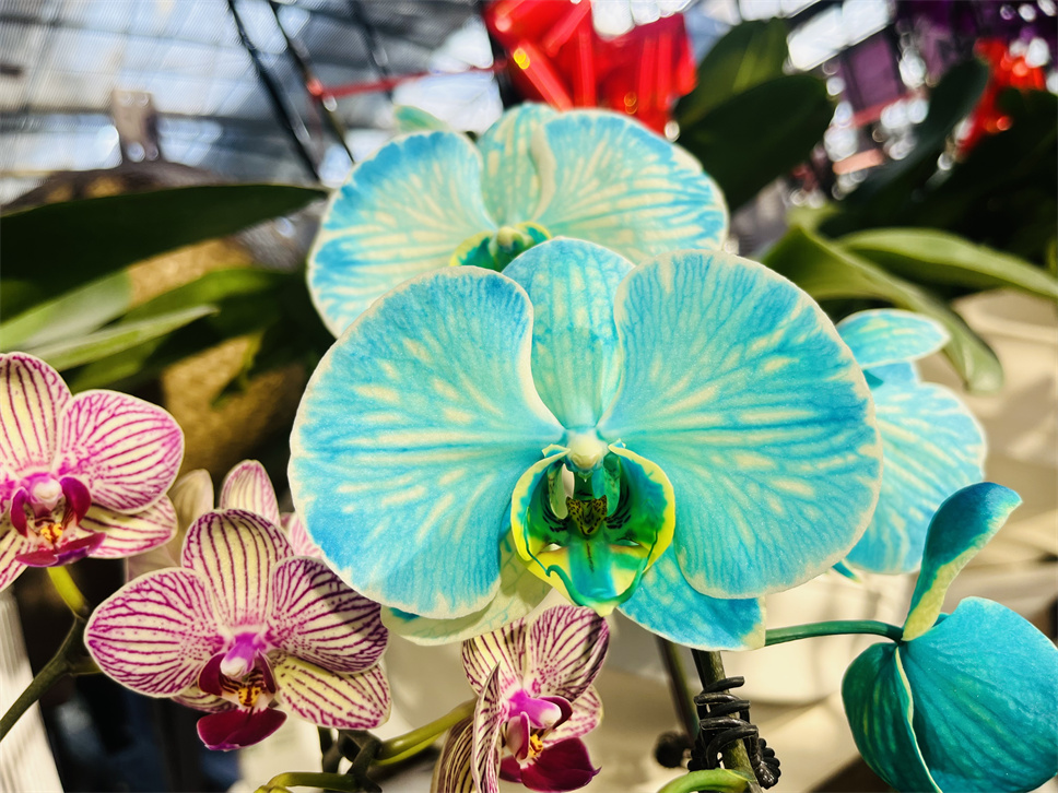 時(shí)尚弄潮兒--馬卡龍蝴蝶蘭 時(shí)尚弄潮兒--馬卡龍蝴蝶蘭