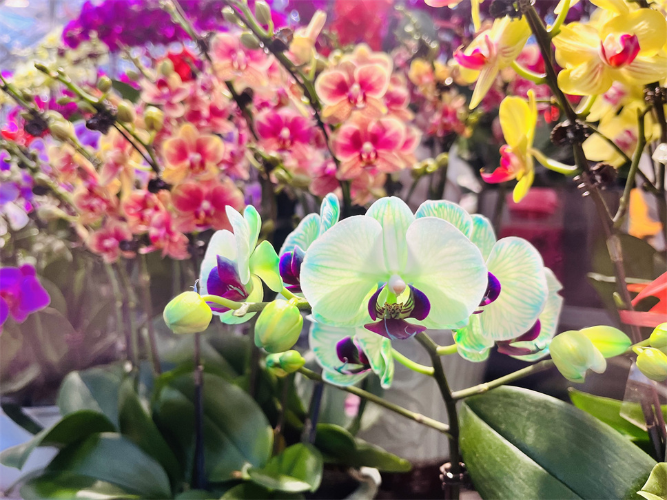 時(shí)尚弄潮兒--馬卡龍蝴蝶蘭 時(shí)尚弄潮兒--馬卡龍蝴蝶蘭