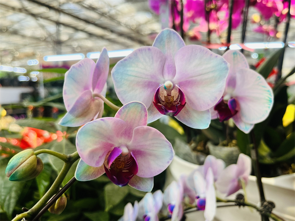 時(shí)尚弄潮兒--馬卡龍蝴蝶蘭 時(shí)尚弄潮兒--馬卡龍蝴蝶蘭