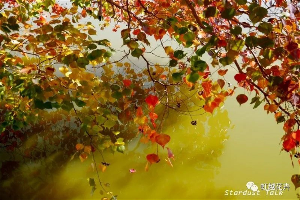 當之無愧最美秋樹,如上帝打翻調(diào)色盤! 當之無愧最美秋樹,如上帝打翻調(diào)色盤!