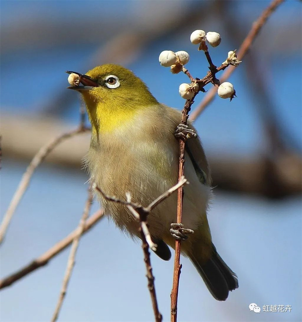 當之無愧最美秋樹,如上帝打翻調(diào)色盤! 當之無愧最美秋樹,如上帝打翻調(diào)色盤!