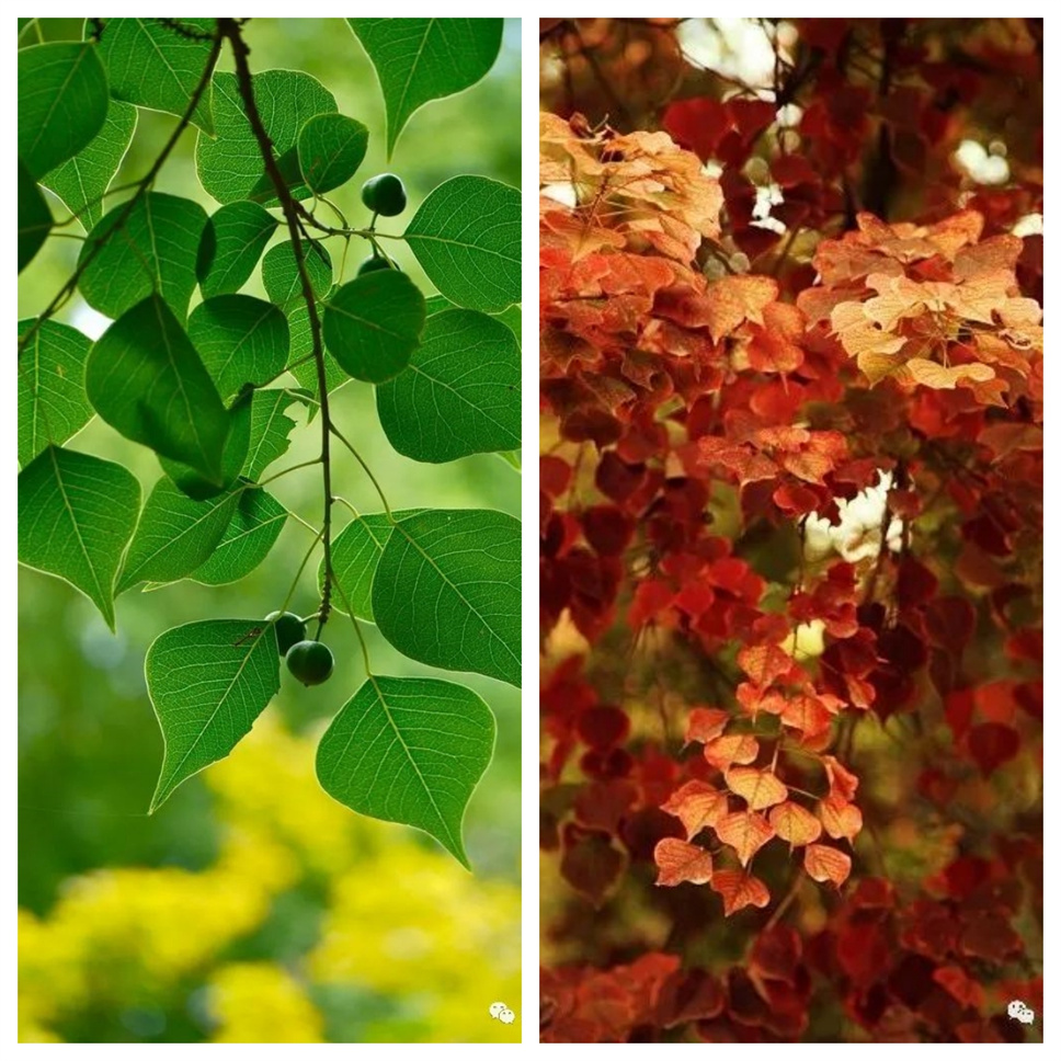 當之無愧最美秋樹,如上帝打翻調(diào)色盤! 當之無愧最美秋樹,如上帝打翻調(diào)色盤!