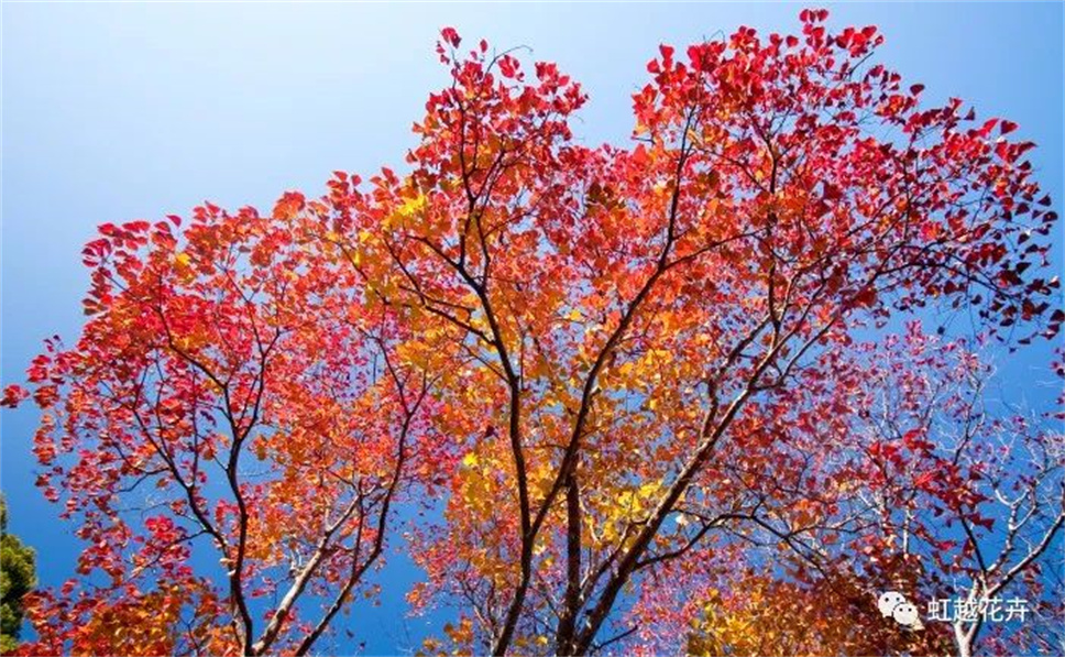 當之無愧最美秋樹,如上帝打翻調(diào)色盤! 當之無愧最美秋樹,如上帝打翻調(diào)色盤!