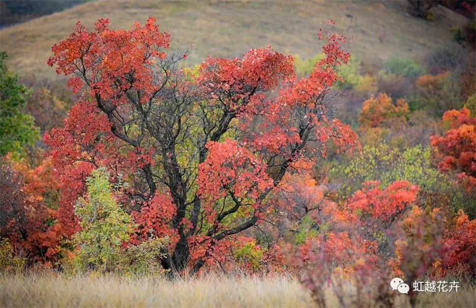 當之無愧最美秋樹,如上帝打翻調(diào)色盤! 當之無愧最美秋樹,如上帝打翻調(diào)色盤!