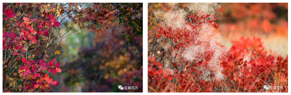 當之無愧最美秋樹,如上帝打翻調(diào)色盤! 當之無愧最美秋樹,如上帝打翻調(diào)色盤!