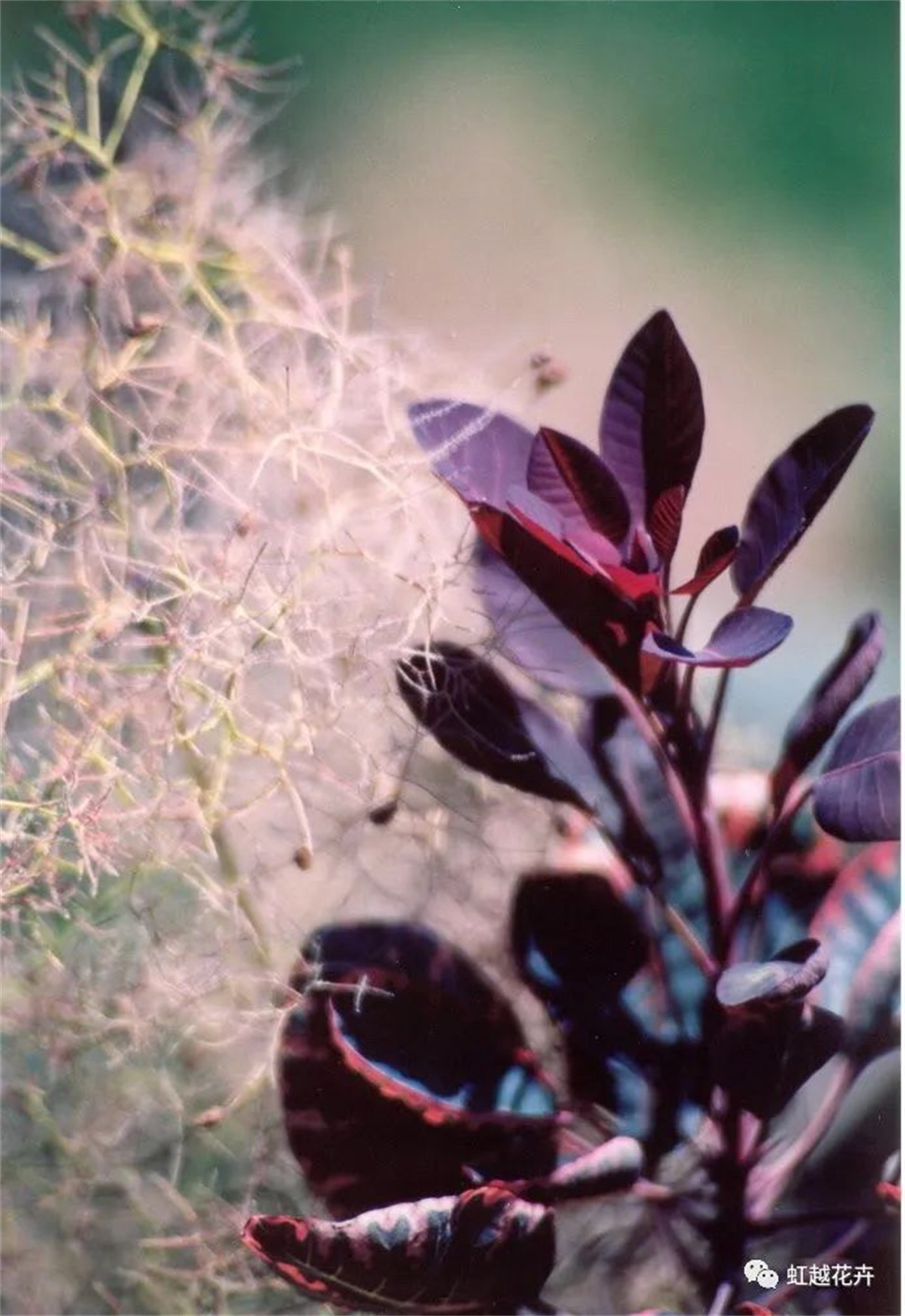 當之無愧最美秋樹,如上帝打翻調(diào)色盤! 當之無愧最美秋樹,如上帝打翻調(diào)色盤!