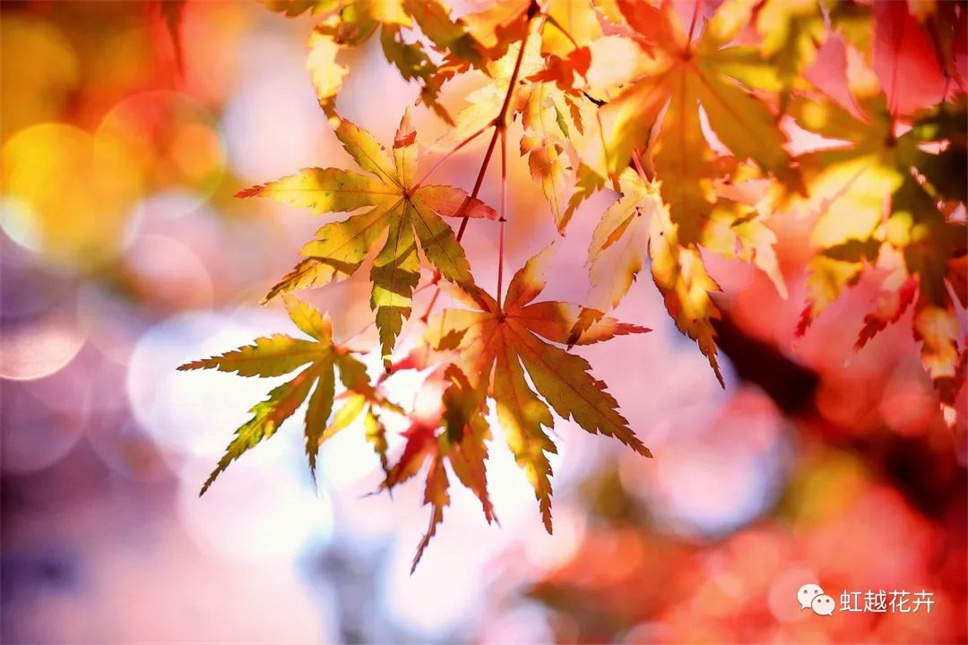 當之無愧最美秋樹,如上帝打翻調(diào)色盤! 當之無愧最美秋樹,如上帝打翻調(diào)色盤!