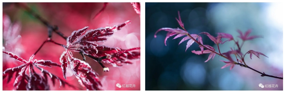 當之無愧最美秋樹,如上帝打翻調(diào)色盤! 當之無愧最美秋樹,如上帝打翻調(diào)色盤!