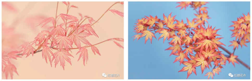 當之無愧最美秋樹,如上帝打翻調(diào)色盤! 當之無愧最美秋樹,如上帝打翻調(diào)色盤!