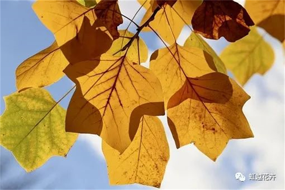 當之無愧最美秋樹,如上帝打翻調(diào)色盤! 當之無愧最美秋樹,如上帝打翻調(diào)色盤!