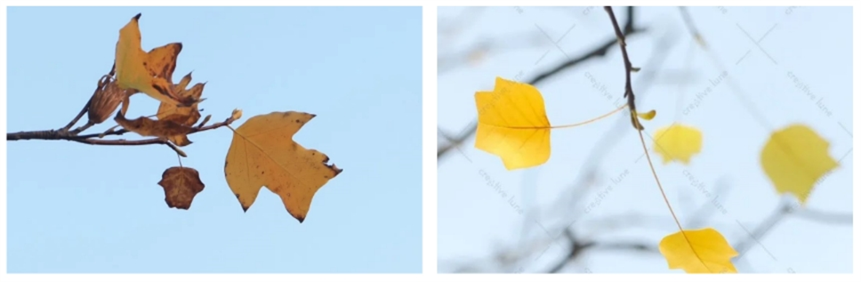 當之無愧最美秋樹,如上帝打翻調(diào)色盤! 當之無愧最美秋樹,如上帝打翻調(diào)色盤!