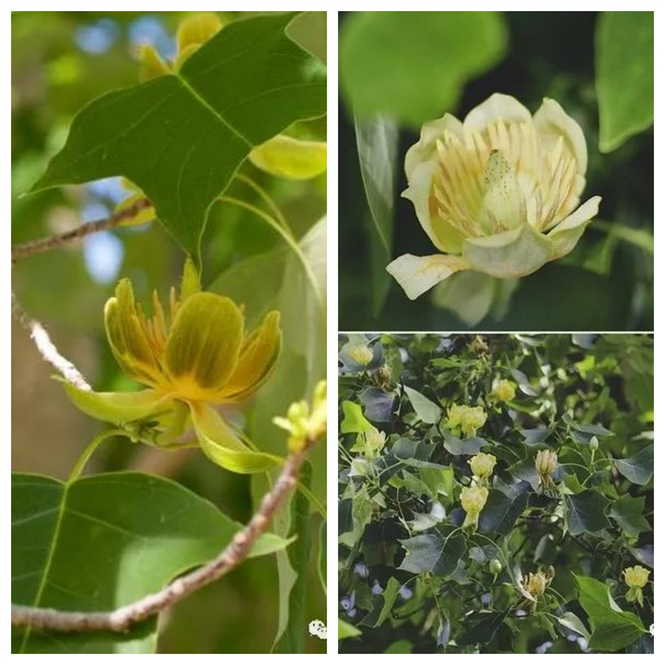 當之無愧最美秋樹,如上帝打翻調(diào)色盤! 當之無愧最美秋樹,如上帝打翻調(diào)色盤!