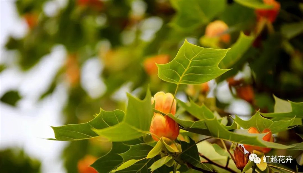 當之無愧最美秋樹,如上帝打翻調(diào)色盤! 當之無愧最美秋樹,如上帝打翻調(diào)色盤!