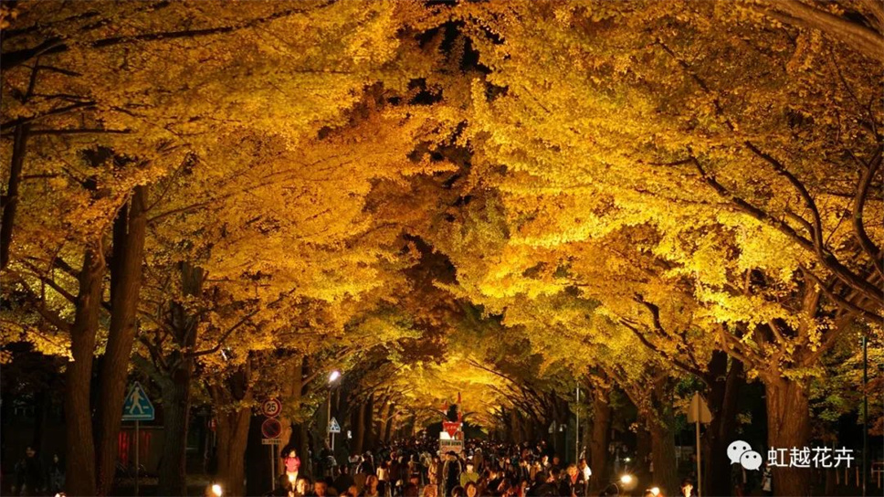 當之無愧最美秋樹,如上帝打翻調(diào)色盤! 當之無愧最美秋樹,如上帝打翻調(diào)色盤!