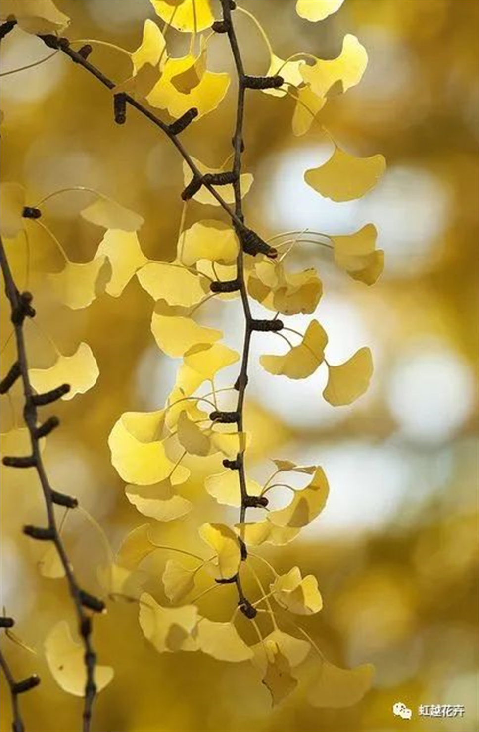 當之無愧最美秋樹,如上帝打翻調(diào)色盤! 當之無愧最美秋樹,如上帝打翻調(diào)色盤!