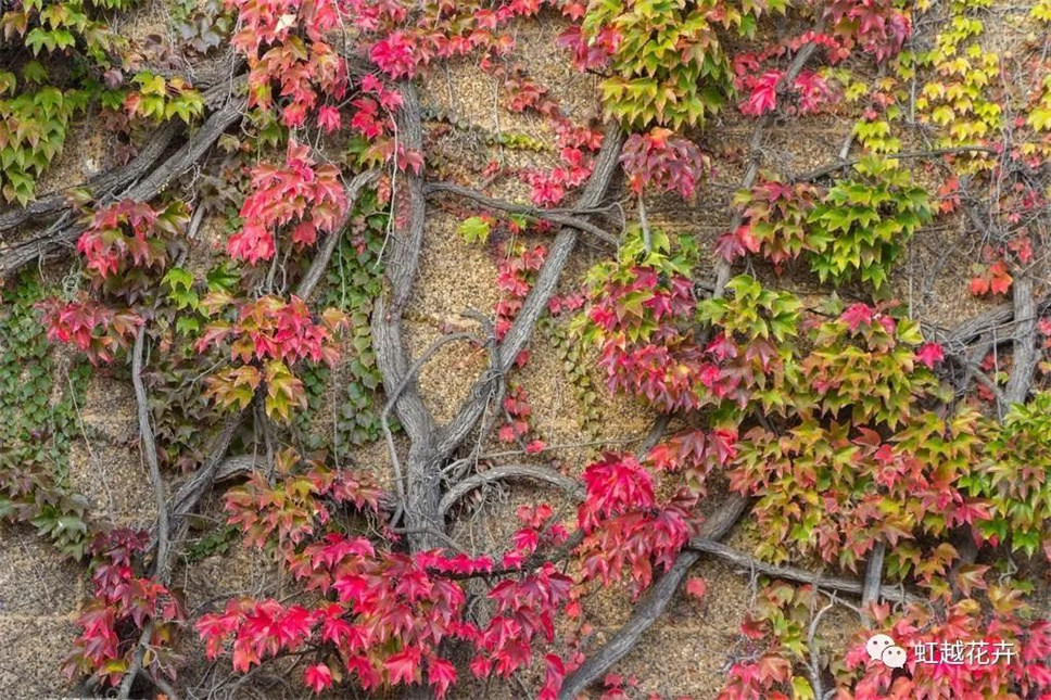 當之無愧最美秋樹,如上帝打翻調(diào)色盤! 當之無愧最美秋樹,如上帝打翻調(diào)色盤!