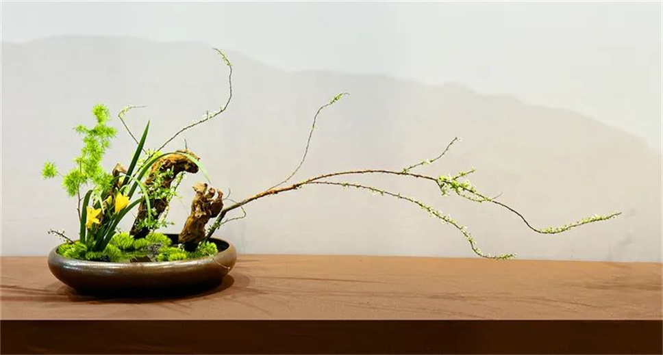 【采薇專欄】傳統(tǒng)插花要破圈兒？17個(gè)流派、名師的200個(gè)作品點(diǎn)亮南京“最美花展”