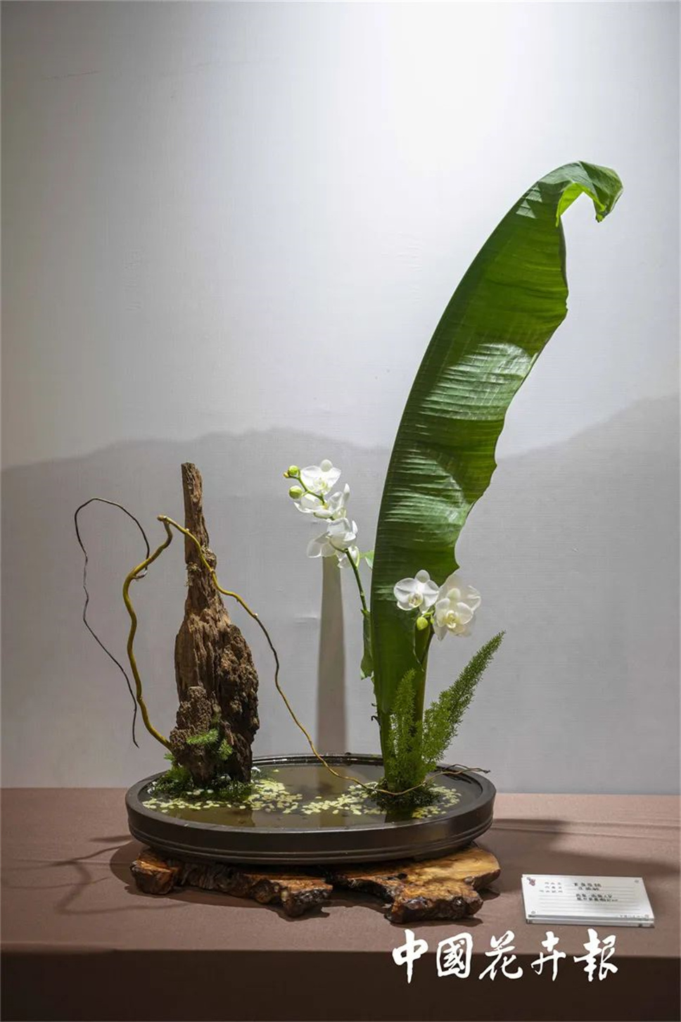 【采薇專欄】傳統(tǒng)插花要破圈兒?17個(gè)流派、名師的200個(gè)作品點(diǎn)亮南京“最美花展” 【采薇專欄】傳統(tǒng)插花要破圈兒?17個(gè)流派、名師的200個(gè)作品點(diǎn)亮南京“最美花展”