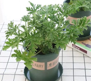 夏日“人蚊大戰(zhàn)”，你會需要它們