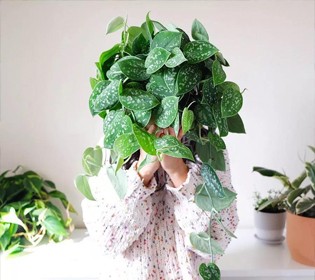 夏季養(yǎng)花正確的正確“姿勢(shì)”，趕緊收藏！