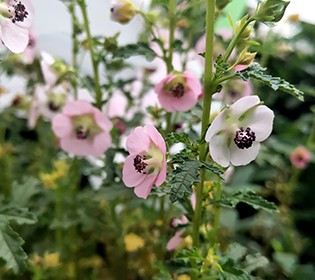 夏花燦爛--夏季花卉推薦2