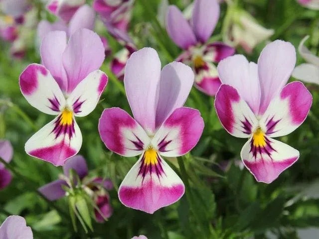 同樣是“堇”，為什么“小兔子”這么有個性？