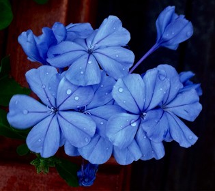 藍雪花--淡雅幽藍，清涼整個夏天